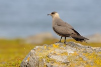 Chaluha prizivna - Stercorarius parasiticus - Arctic Skua 2188